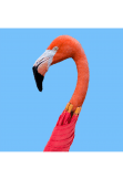 maglietta Flamingo umbrella