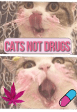 maglietta cats not drugs