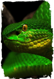 maglietta snake