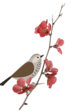 maglietta Uccellino su ramo fiorito 
