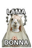 maglietta Lama