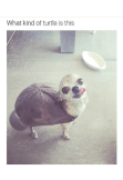 maglietta turtledoggo