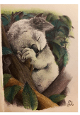 maglietta koala