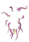maglietta Octopus Rhapsody