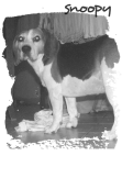 maglietta the beagle