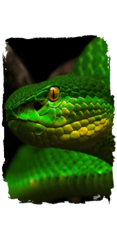 cover snake