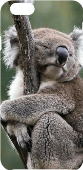 cover Animali- Koala