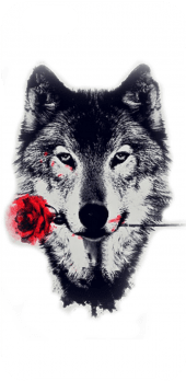 cover Wolf n Roses