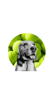 cover beagle tennis ball