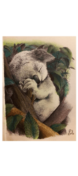 cover koala