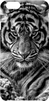 cover Tiger