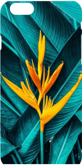 cover Tropical vibes