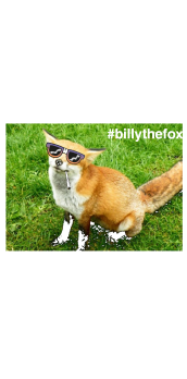 cover the fox