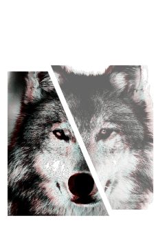 maglietta Wolf
