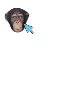 maglietta monkey