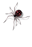 maglietta Spider