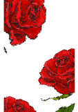 maglietta roses
