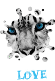 maglietta tigri