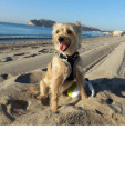 maglietta cane su spiaggia
