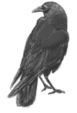 maglietta The Crow