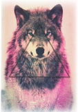 maglietta Wolf
