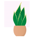 maglietta Plant