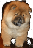 maglietta chow chow