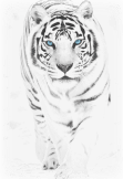 maglietta Tiger t-shirt