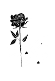 maglietta Dark rose