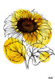 maglietta Sunflower