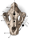 maglietta Tiger skull