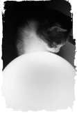 maglietta dreamlike cat