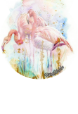 maglietta Pink flamingo