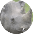 maglietta Rino