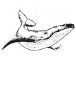 maglietta Little whale