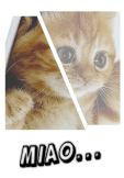 maglietta gatto xFashion collection 2018 