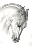 maglietta original horse profile