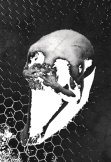 maglietta Man-skull