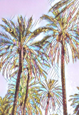 maglietta palme palme palme 