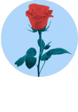 maglietta Your Rose