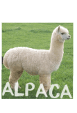 maglietta alpaca