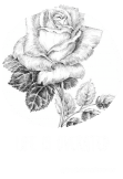 maglietta overated life