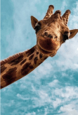 maglietta giraffa