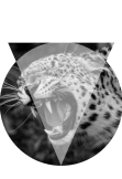 maglietta leopardo