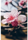 maglietta Cherry Blossom