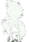 maglietta 