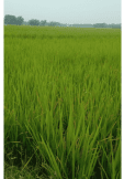 maglietta Beautiful Grass