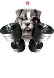 maglietta Strong Bulldog