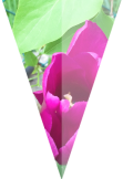 maglietta tulipano