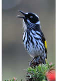 maglietta new holland honeyeater